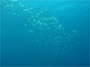 メアジの大群 [10]｜大瀬崎でダイビング｜2010/11/28