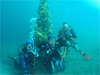 水中クリスマスツリー [2]｜大瀬崎でダイビング｜2010/11/28