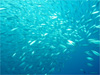 メアジの大群 [14]｜大瀬崎でダイビング｜2010/11/28