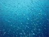 メアジの大群 [15]｜大瀬崎でダイビング｜2010/11/28