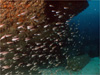 ネンブツダイの群れ [1]｜勝浦でダイビング｜2010/12/11
