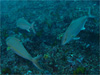 カンパチの群れ [2]｜勝浦でダイビング｜2010/12/23
