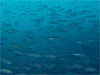 イサキの群れ [1]｜勝浦でダイビング｜2010/12/23