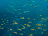 イサキとキンギョハナダイの群れ｜勝浦でダイビング｜2010/12/23