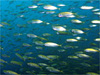アジの大群 [1]｜伊戸でダイビング｜2010/12/30