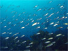 アジの大群 [5]｜伊戸でダイビング｜2010/12/30