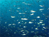 アジの大群 [6]｜伊戸でダイビング｜2010/12/30