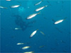 アジの大群 [11]｜伊戸でダイビング｜2010/12/30