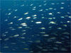 アジの大群 [12]｜伊戸でダイビング｜2010/12/30