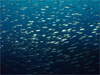 アジの大群 [13]｜伊戸でダイビング｜2010/12/30