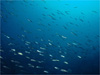 マアジの大群 [2]｜伊戸でダイビング｜2011/01/02