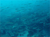 マアジの大群 [4]｜伊戸でダイビング｜2011/01/02