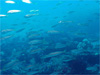マアジの大群 [5]｜伊戸でダイビング｜2011/01/02
