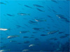 マアジの大群 [6]｜伊戸でダイビング｜2011/01/02