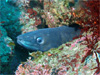クロアナゴ [1]｜伊戸でダイビング｜2011/01/02