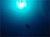 海中風景 [3]｜伊戸でダイビング｜2011/01/02
