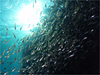 小曽我洞窟 [17]｜熱海でダイビング｜2011/01/09