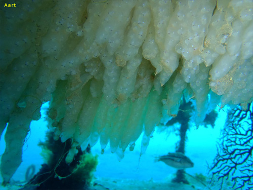 ヤリイカのタマゴ｜大瀬崎でダイビング｜2011/01/30