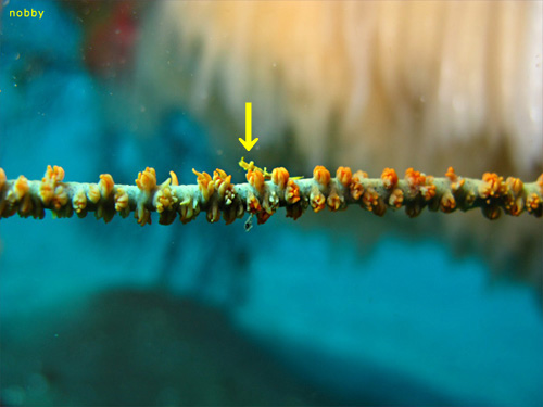 ヤリイカのタマゴ｜大瀬崎でダイビング｜2011/01/30