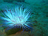 ムラサキハナギンチャク｜大瀬崎でダイビング｜2011/01/30