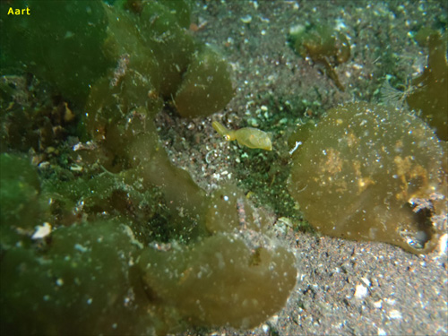 ヒメイカ [1]｜大瀬崎でダイビング｜2011/04/17