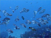 メバルの群れ [2]｜伊戸でダイビング｜2011/04/30