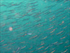 キビナゴの大群 [2]｜黄金崎でダイビング｜2011/05/01