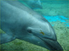 バンドウイルカ [3]｜シーパラダイスでダイビング｜2011/06/19