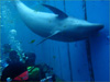 バンドウイルカ [4]｜シーパラダイスでダイビング｜2011/06/19