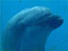 バンドウイルカ [5]｜シーパラダイスでダイビング｜2011/06/19