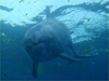バンドウイルカ [6]｜シーパラダイスでダイビング｜2011/06/19