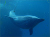 バンドウイルカ [7]｜シーパラダイスでダイビング｜2011/06/19