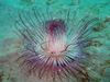 ムラサキハナギンチャク｜大瀬崎でダイビング｜2011/06/25