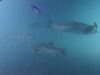 ヒラスズキの群れ｜大瀬崎でダイビング｜2011/06/25