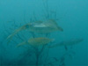 アオリイカ産卵シーズン [4]｜大瀬崎でダイビング｜2011/06/25