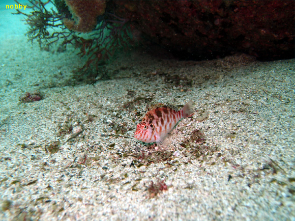 ミナミゴンベ｜初島でダイビング｜2011/09/11