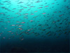 タカベの群れ [3]｜初島でダイビング｜2011/09/11