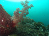 ソフトコーラル [2]｜初島でダイビング｜2011/09/11