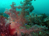 ソフトコーラル [3]｜初島でダイビング｜2011/09/11