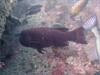 コブダイ｜勝浦でダイビング｜2011/09/28
