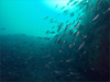 イサキ大群 [4]｜行川でダイビング｜2011/10/08