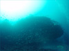 イサキ大群 [5]｜行川でダイビング｜2011/10/08