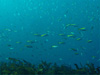 タカベの大群 [3]｜勝浦でダイビング｜2011/10/10