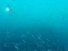 イサキの大群 [1]｜勝浦でダイビング｜2011/10/10
