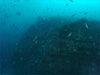 イサキの大群 [2]｜勝浦でダイビング｜2011/10/10