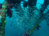 やぐら2.5 [9]｜初島でダイビング｜2011/10/29