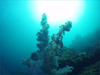 ソフトコーラル｜初島でダイビング｜2011/10/29