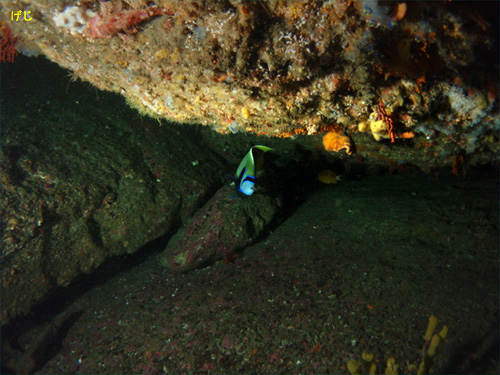 タテジマキンチャクダイの顔｜行川でダイビング｜2011/11/03