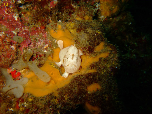 ベニカエルアンコウの顔｜行川でダイビング｜2011/11/03