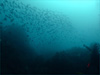 スズメダイ｜行川でダイビング｜2011/11/03